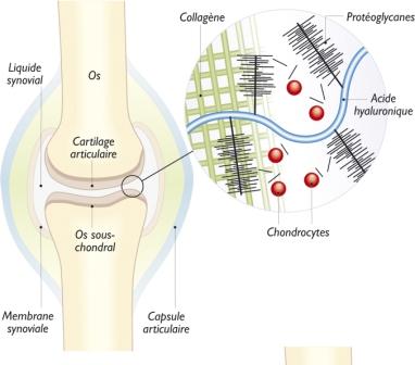 Collagene Articulaire - Arthrose & inflammations - Valebio